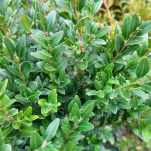 Idealne rośliny do towarzystwa dla bukszpanu – co posadzić w ogrodzie?