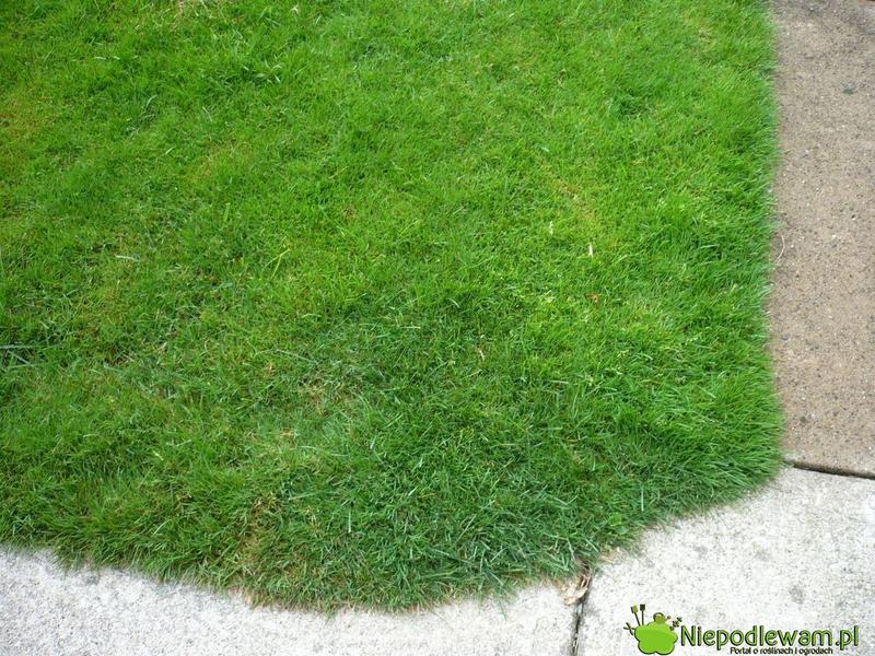 Alternatywy dla trawnika: co posadzić, by stworzyć piękny ogród?