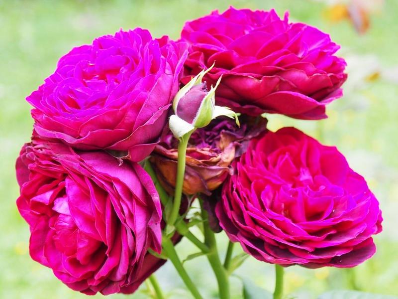 Pielęgnacja roślin przy elewacji