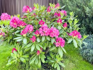 Rośliny idealne do towarzystwa: co posadzić w sąsiedztwie rododendronów?