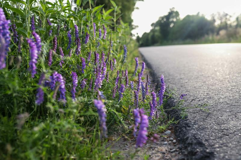 Kompozycje kolorystyczne w ogrodzie