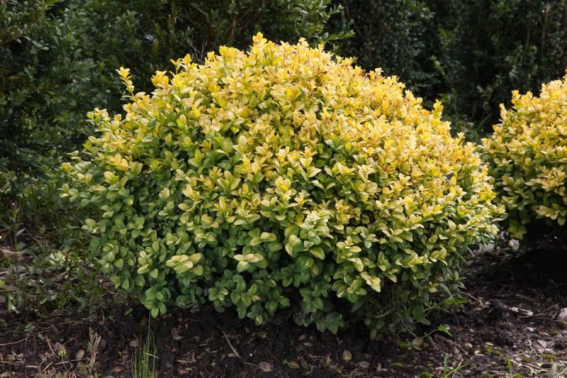 Pielęgnacja bukszpanu w doniczce