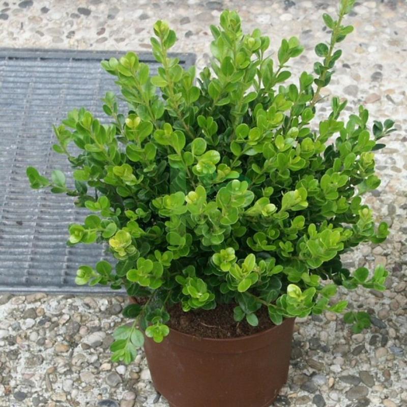 Uprawa bukszpanu w domu