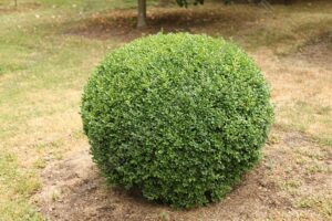 Czy bukszpan w domu to dobry pomysł? Sprawdź jego zalety i wymagania!