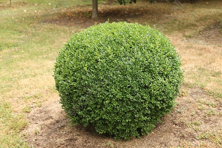 Czy bukszpan w domu to dobry pomysł? Sprawdź jego zalety i wymagania!