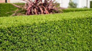 Jakie rośliny najlepiej posadzić przy siatce, by stworzyć piękny i naturalny żywopłot?