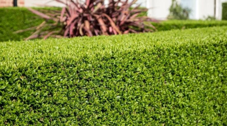 Jakie rośliny najlepiej posadzić przy siatce, by stworzyć piękny i naturalny żywopłot?