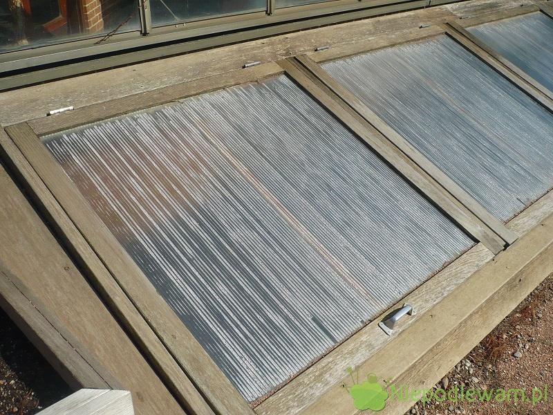 Ciepły inspekt krok po kroku