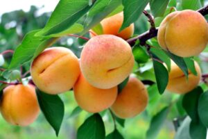 Morela czy brzoskwinia – którą roślinę wybrać do swojego ogrodu?